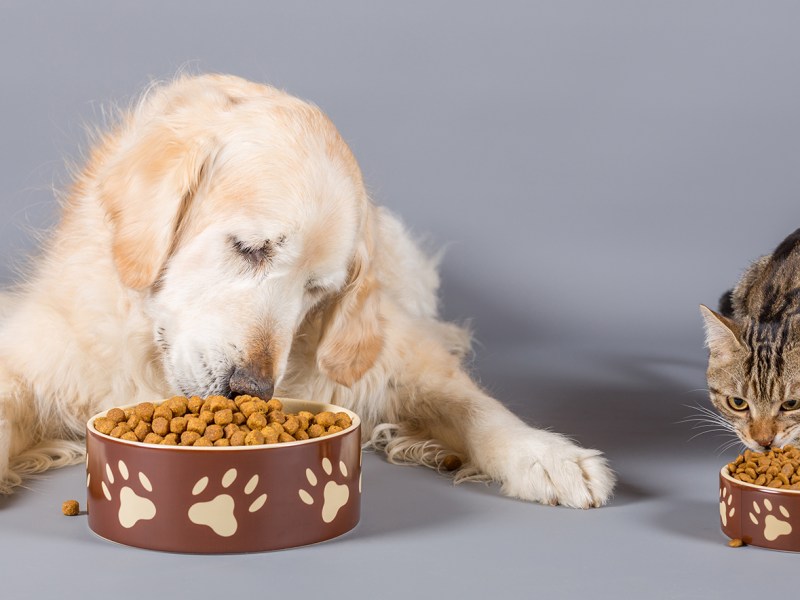 Some Really Good CBD Dog&nbsp;Treats